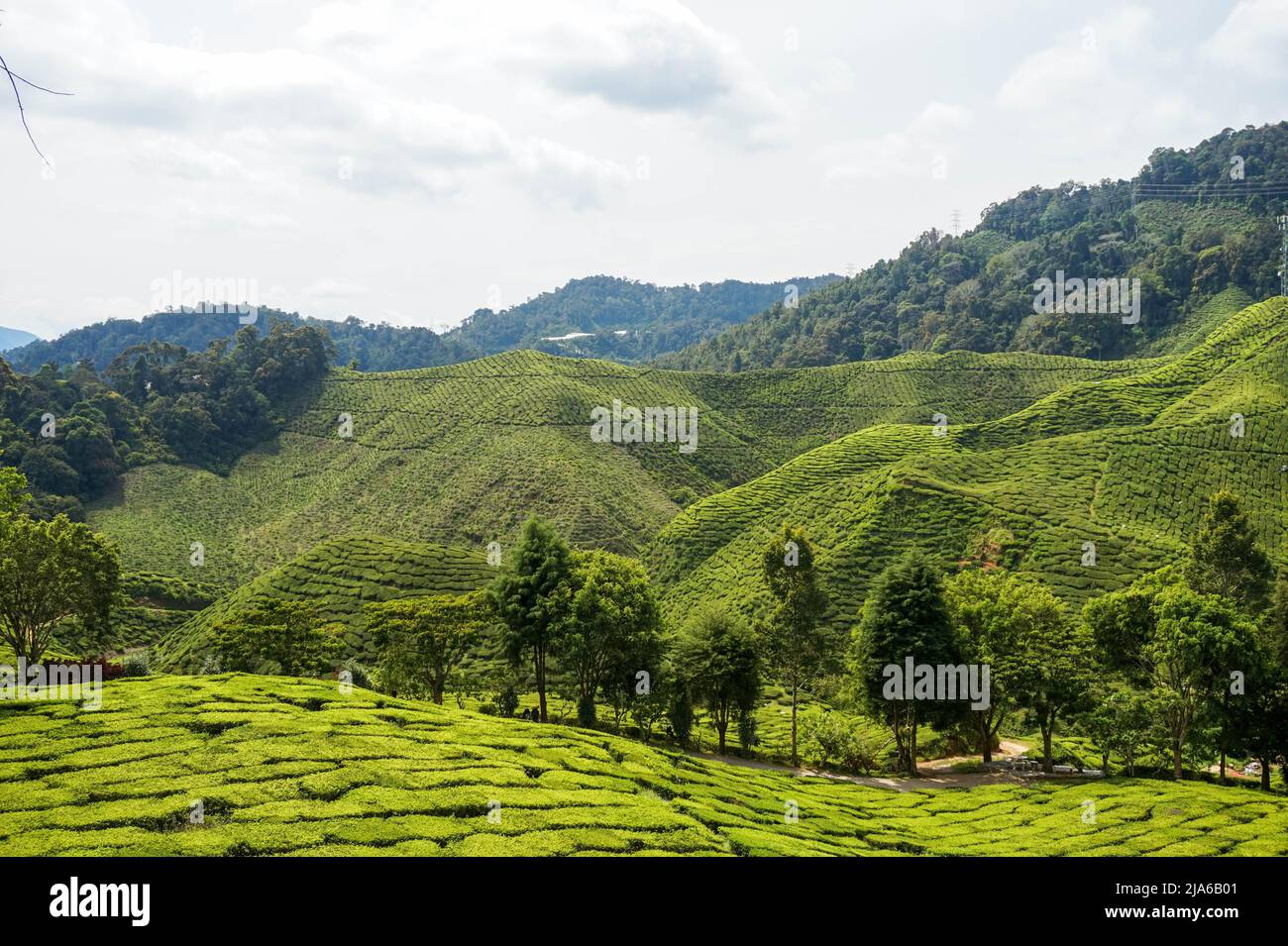 Teeplantagen in Cameron Heights, Malaysia, Ernte der Pflanze Stockfoto