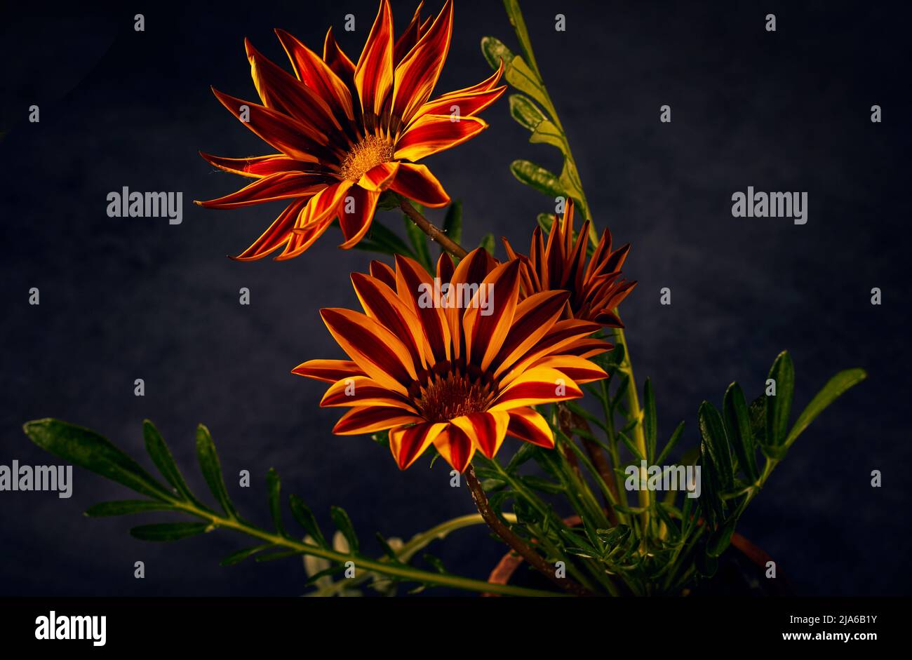Orange Blumen Gazania harsch mit schwarzem Hintergrund. Nahaufnahme, Vollformat. Stockfoto