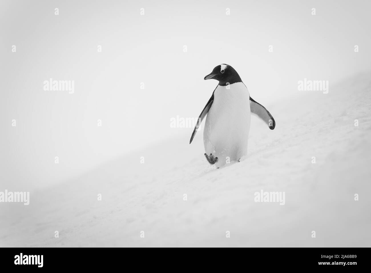 Ein sanftmütiger Pinguin watschelt über einen verschneiten Hang, hält seine Flossen aus dem Gleichgewicht und hebt seinen rechten Fuß. Es hat eine weiße Brust, schwarz und weiß Stockfoto