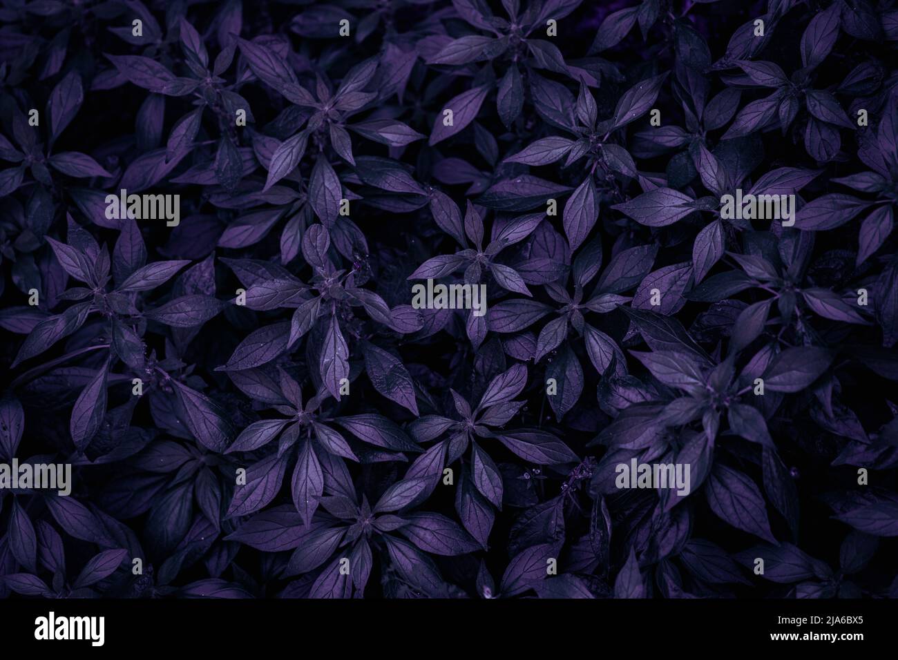 Tropische Blätter, abstrakte dunkle Lilac- oder violette Farbfläche, natürlicher Hintergrund. Stockfoto
