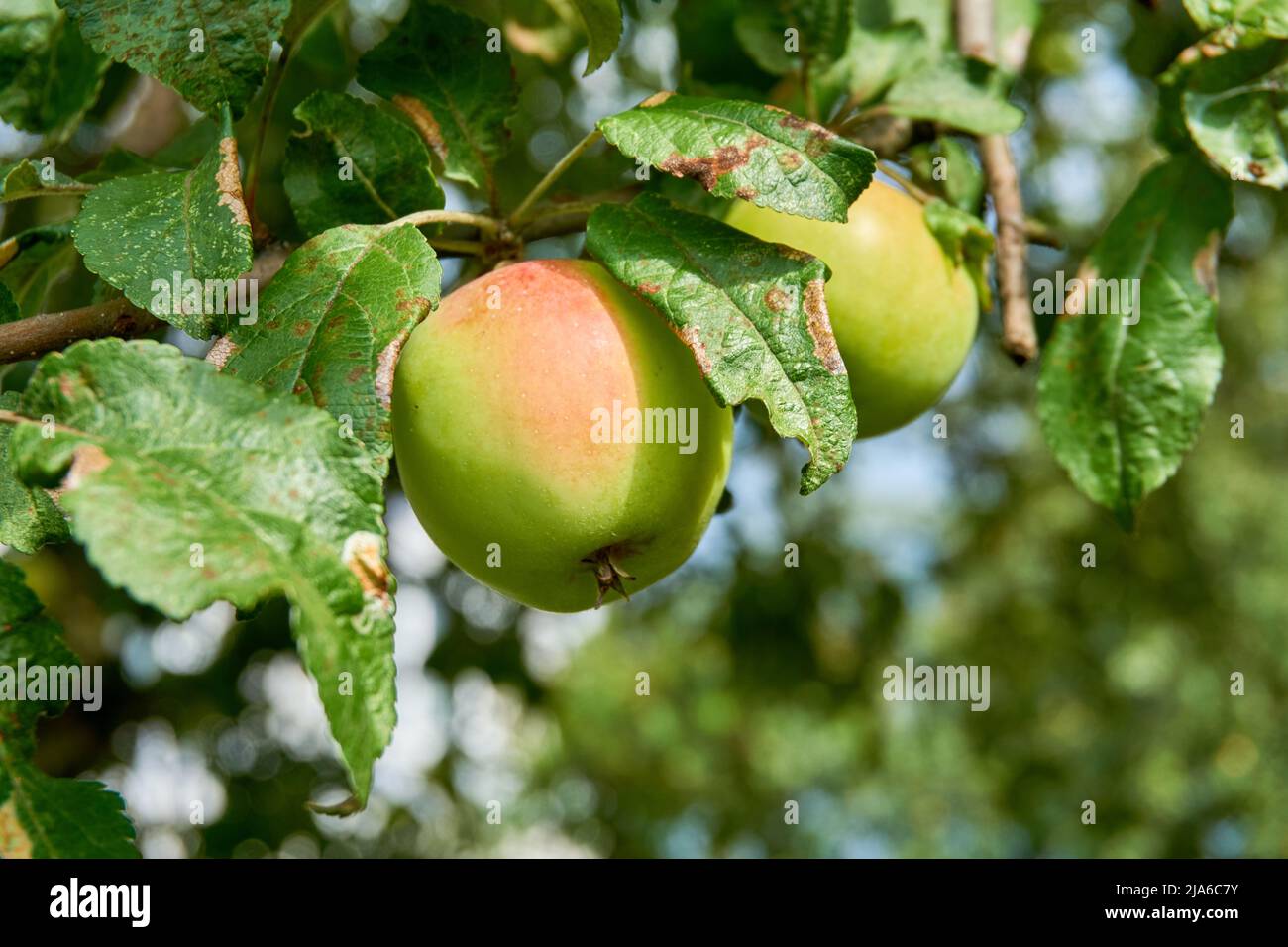 Zwei reife Äpfel auf einem Apfelbaum mit kranken Blättern Stockfoto