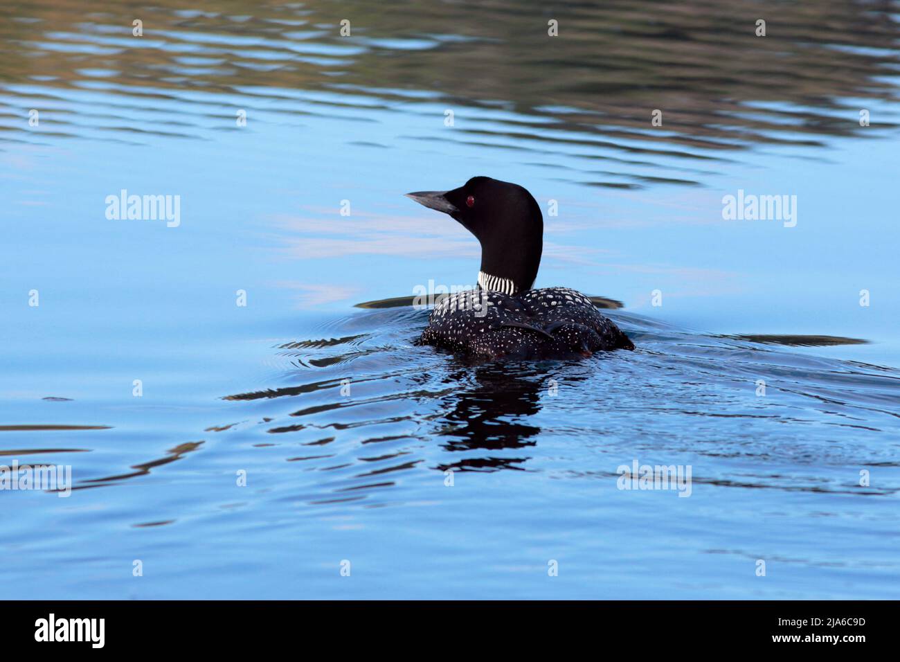 Great Northern diunter Schwimmen im See, Jagd nach Fischen. Stockfoto