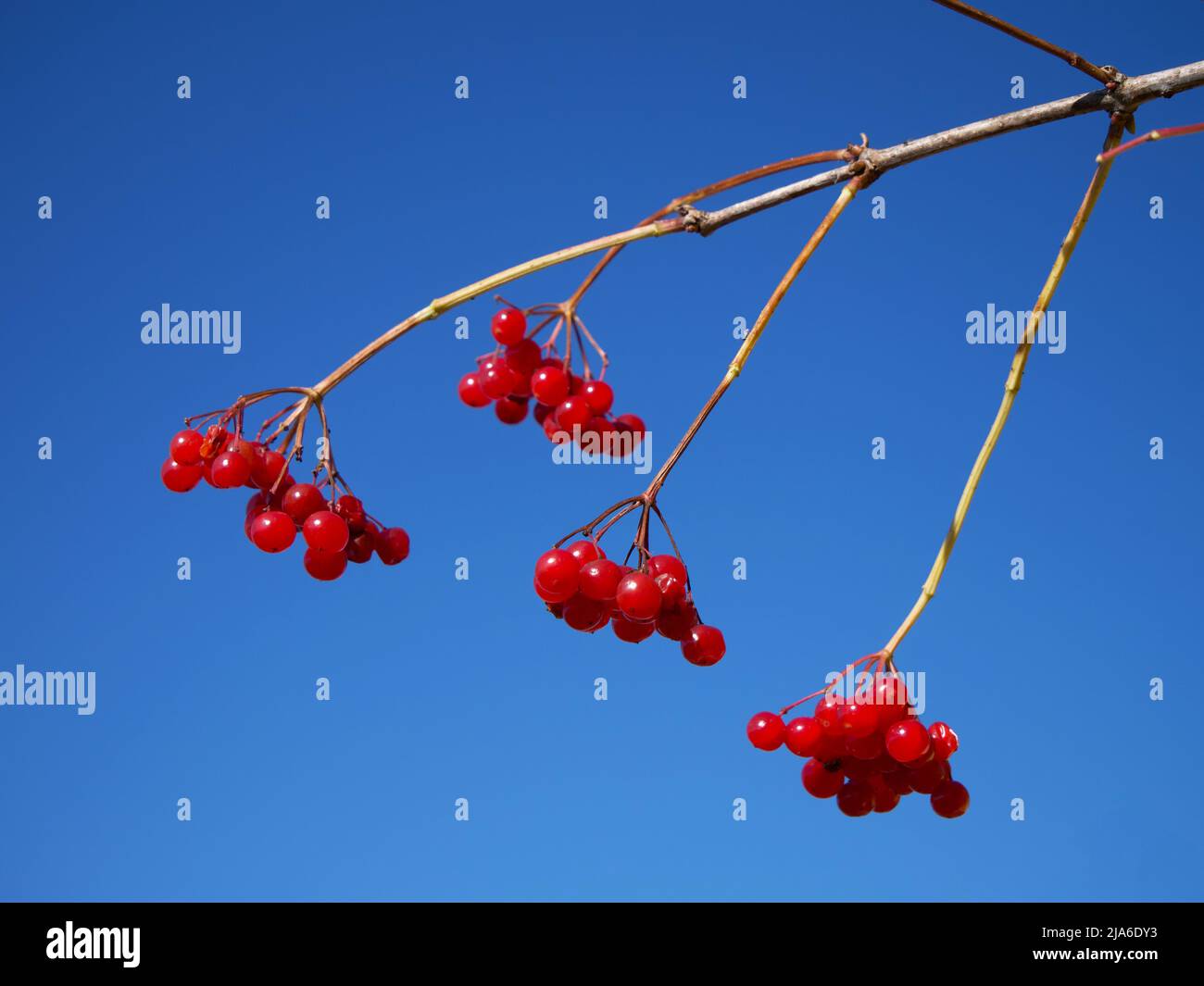 Ein Zweig mit reifen Viburnum-Beeren vor einem klaren Himmel. Ein Bund von Viburnum-Beeren. Rote Beeren auf blauem Hintergrund. Stockfoto