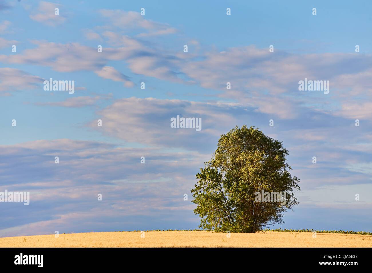 Gold Weizen flid Panorama mit Baum, ländliche Landschaft Stockfoto