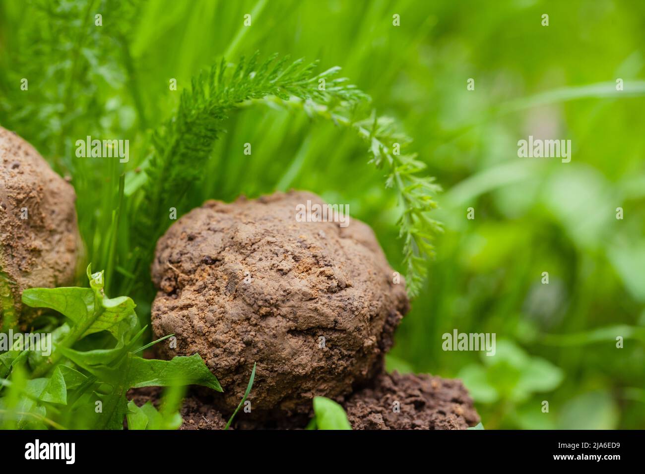 Guerilla-Gartenarbeit. Samenkugel. Samenbomben auf grünem Gras Stockfoto