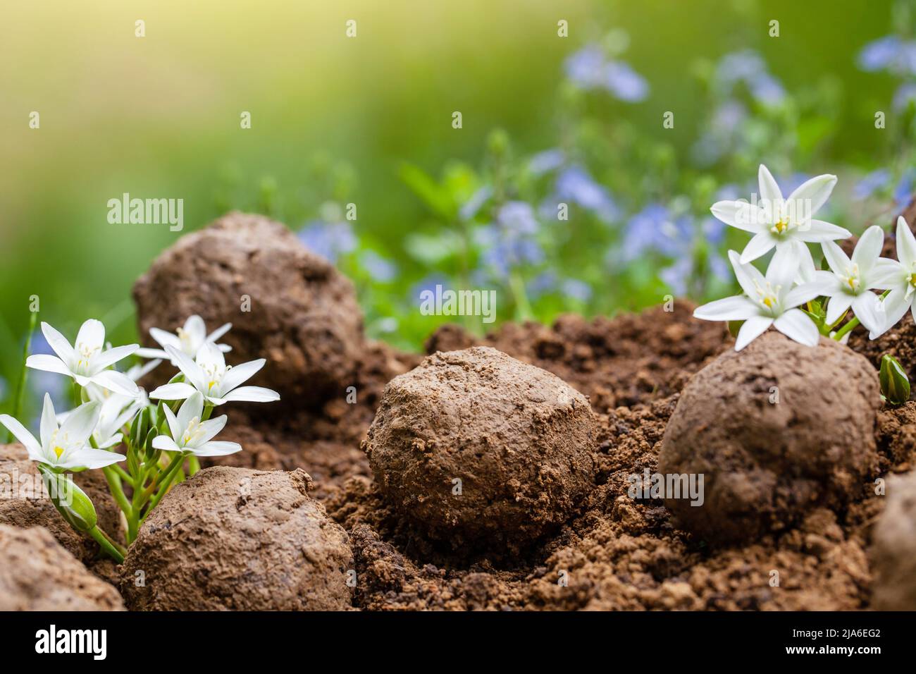 Guerilla-Gartenarbeit. Samenbomben blühen. Wildblumen Pflanzen sprießen aus Samenkugel. Samenbomben auf trockenem Boden Stockfoto