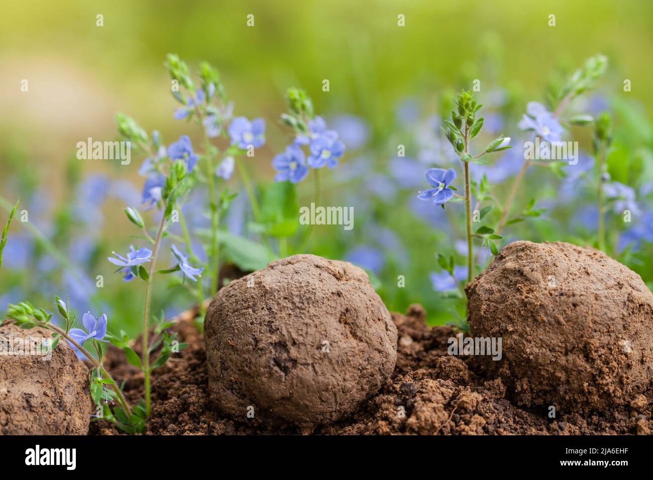 Guerilla-Gartenarbeit. Samenbomben blühen. Veronica chamaedrys Wildblumen Pflanzen sprießen aus Samenkugel. Samenbomben auf trockenem Boden Stockfoto