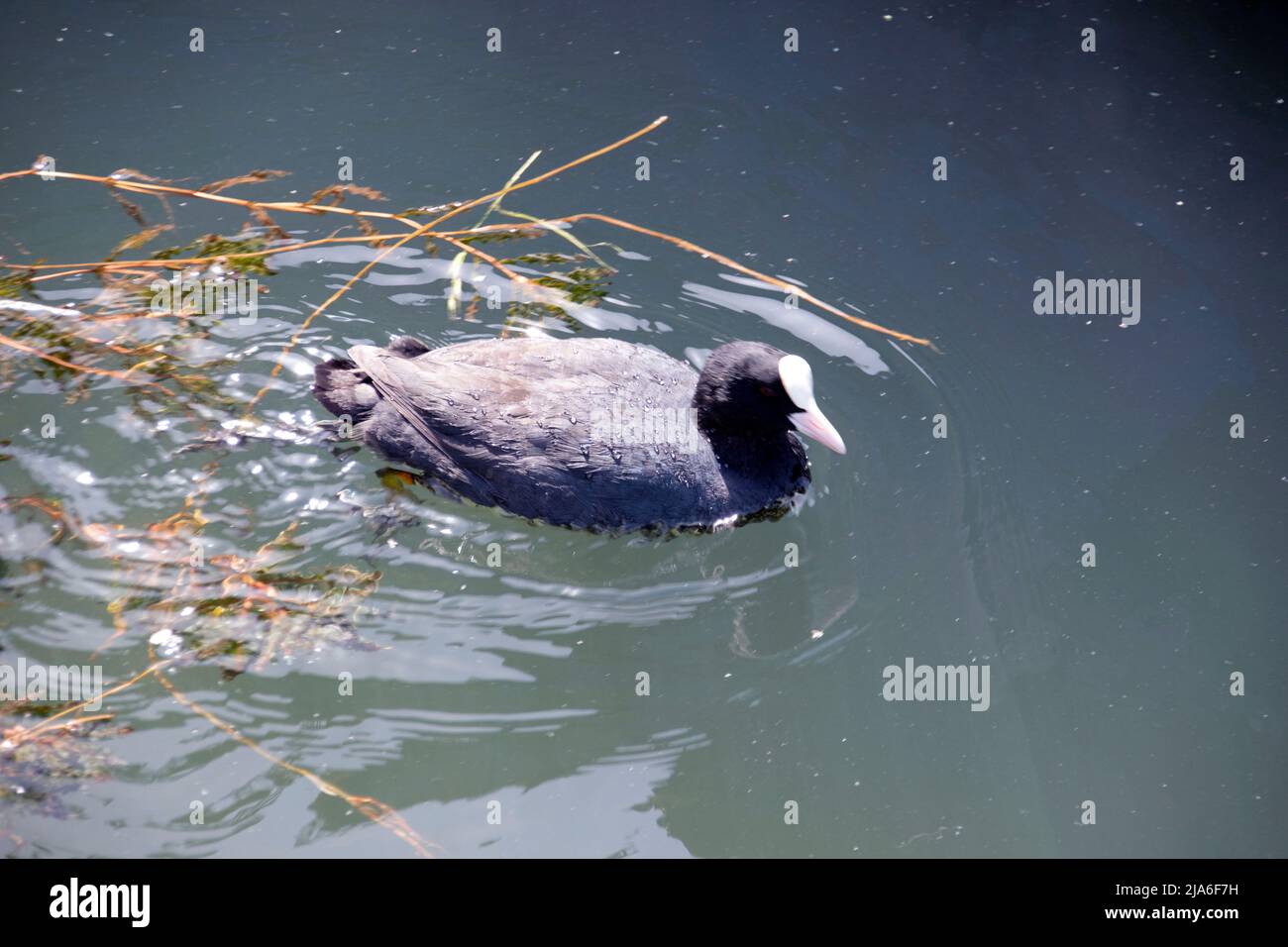 Wasservögel Rutenente schwimmt auf der Oberfläche des Stausees im Park. Stockfoto