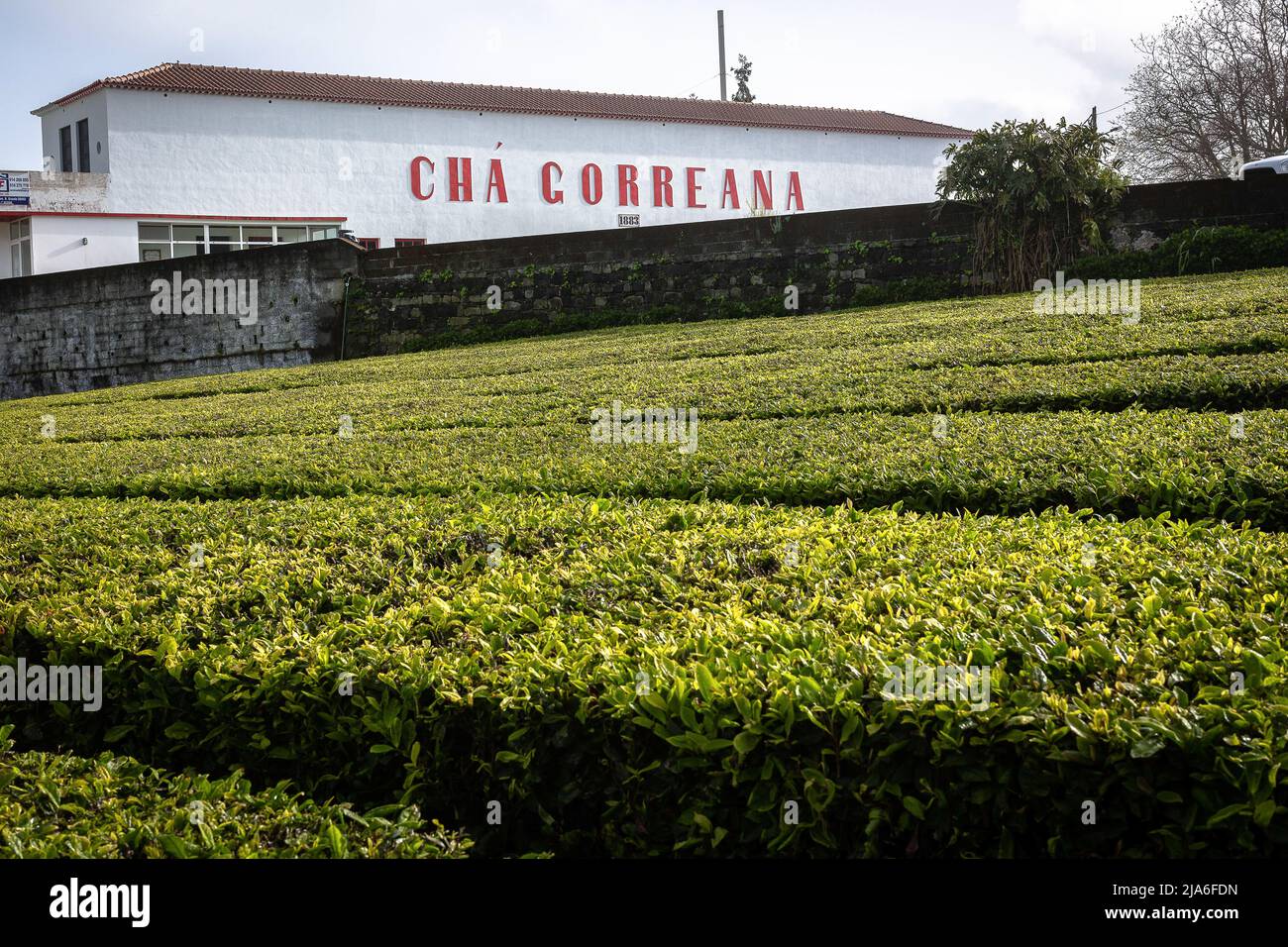 Blick auf die Teefelder und die Gorreana-Fabrik auf der Insel São Miguel. Das Hotel liegt auf der Insel São Miguel, in der Inselgruppe der Azoren, Gorreana ist die älteste, Und derzeit einzigartige Teeplantage in Europa, die seit 1874 in Betrieb ist.derzeit erstrecken sich die Plantagen von Gorreana auf einer Fläche von 32 Hektar, von denen jedes Jahr rund 33 Tonnen Tee in den schwarzen und grünen Sorten produziert werden. Ein kleiner Teil der Produktion ist für den Azorenmarkt bestimmt und der Rest wird in viele Länder exportiert, wie zum Beispiel das Festland Portugal, Deutschland, die USA, Kanada, Österreich, Frankreich, Italien, Brasilien, Angola und Japan. (Foto von Stockfoto
