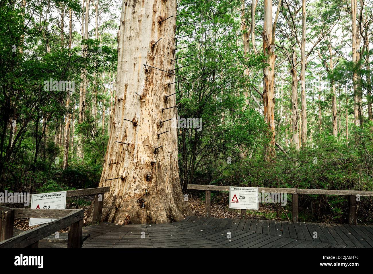 Der alte Cloucester Tree in Pemberton ist der zweithöchste Feueraussichtsbaum der Welt. Stockfoto