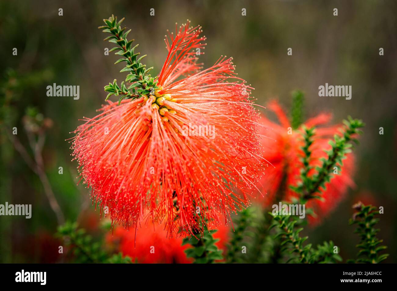 Leuchtend rote Blüte der Sumpfbodenbürste von Western Australia. Stockfoto