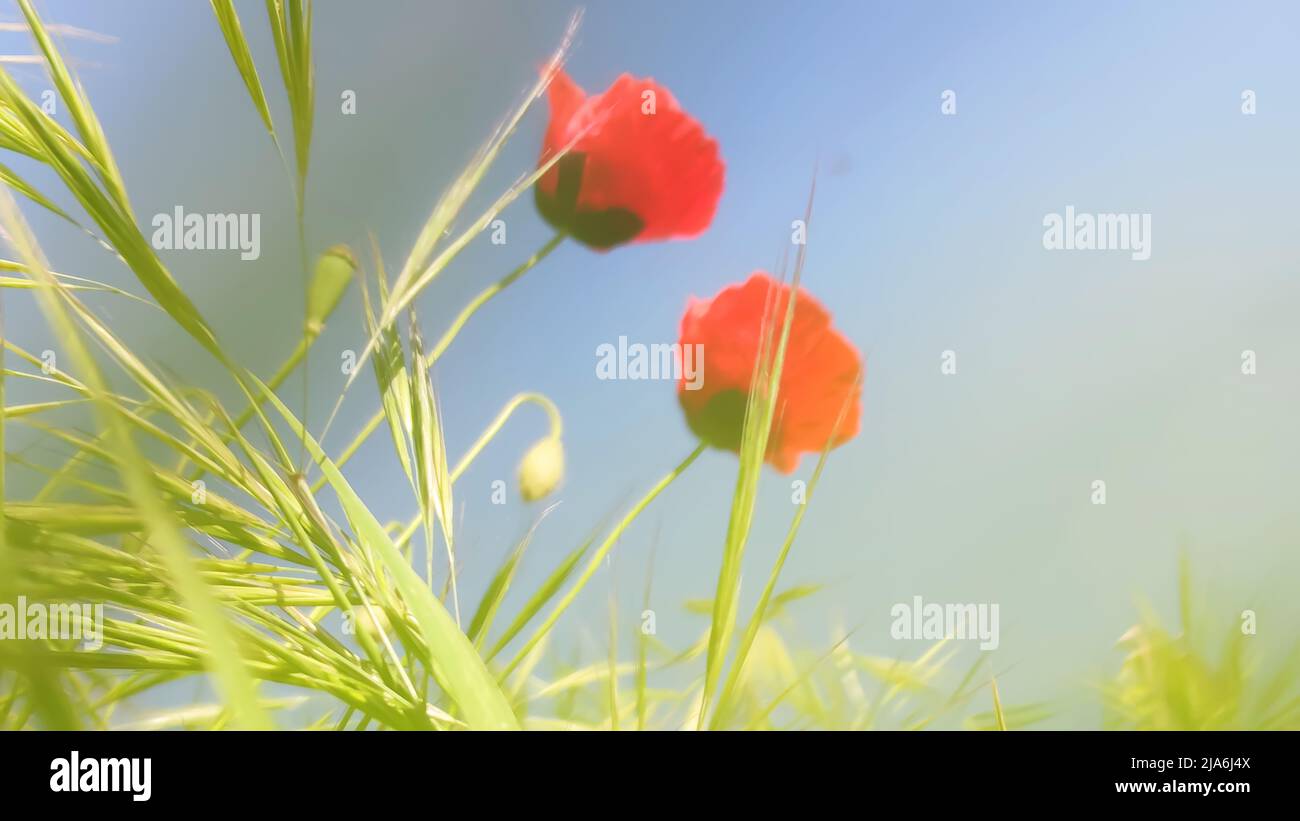 Rote Mohnblumen und grünes Gras vor blauem Himmel. Ansicht von unten, Weichfokus, Nahaufnahme. Stockfoto