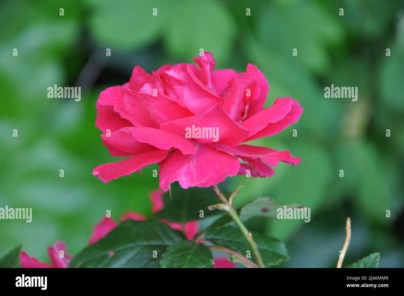 Nahaufnahme einer rosa Rose auf dunkelgrünem Hintergrund. Hochwertige Fotos. Schöne rote Rose in einem Garten.Nahaufnahme Rosenblume Stockfoto