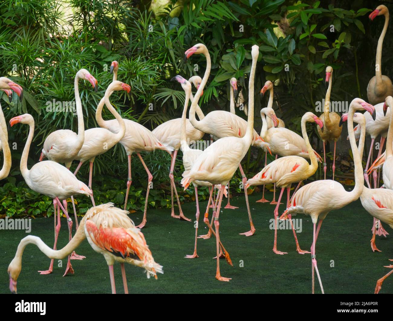 Flamingos oder Flamingos, großer Wasservogel im Park versammelt Stockfoto