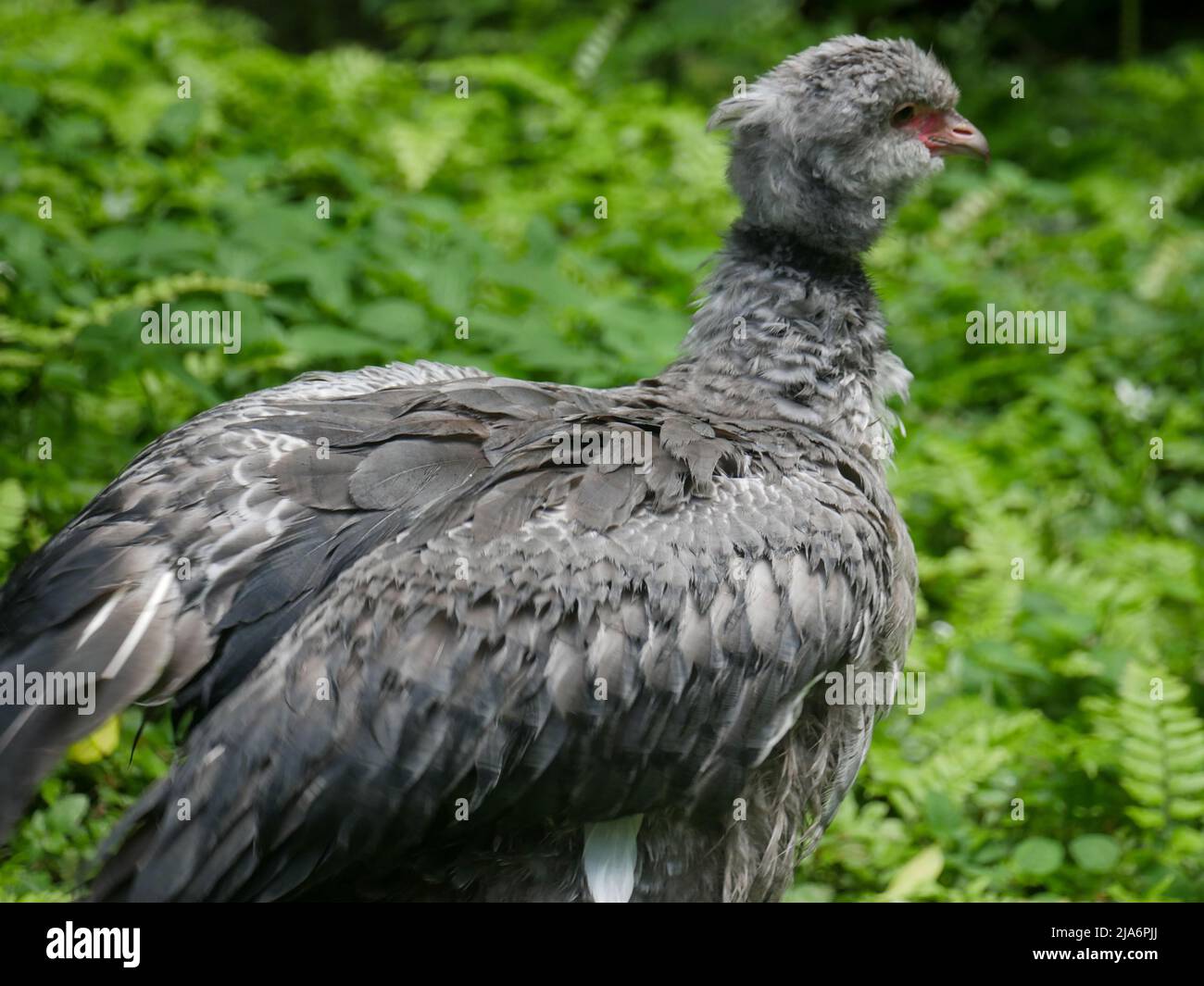 Brown Swan Vogel steht auf Rasen im Park Stockfoto Brown Swan Vogel steht auf Rasen im Park Stockfoto
