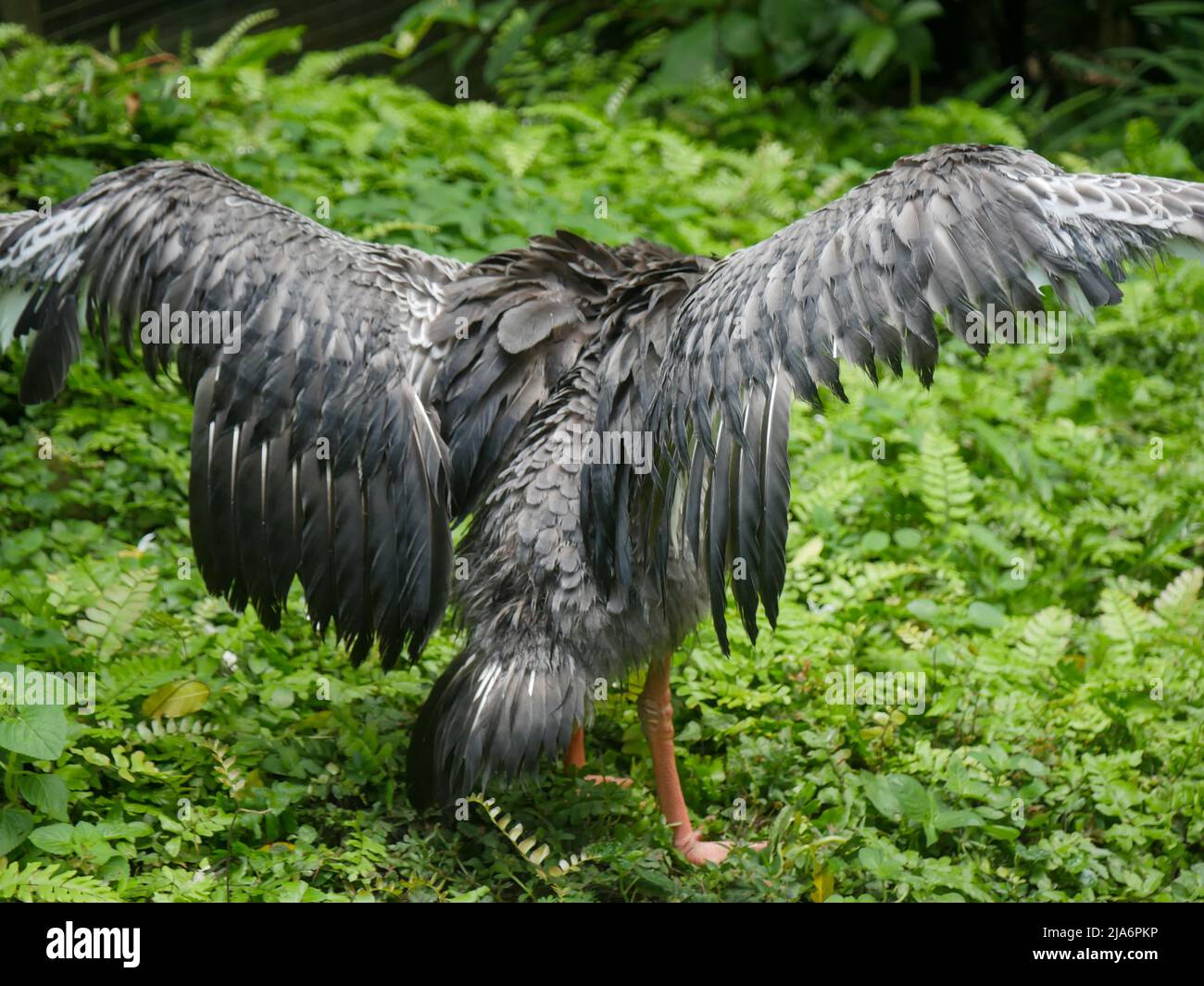 Brown Swan Vogel steht auf Rasen im Park Stockfoto Brown Swan Vogel steht auf Rasen im Park Stockfoto