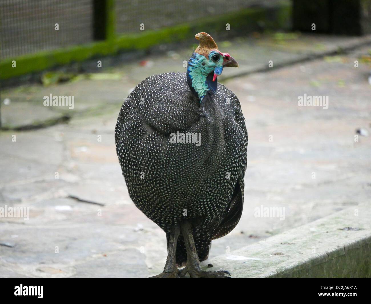 Die helmeted guineafowl (Numida meleagris) ist die bekannteste der Guineafowlfamilie, die im Park herumstreift Stockfoto