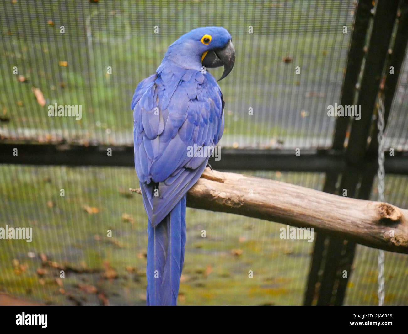 Hyazinthara (Anodorhynchus hyazinthus) oder hyazinthara ist ein Papagei, der auf Holzbalken im Park sitzt Stockfoto