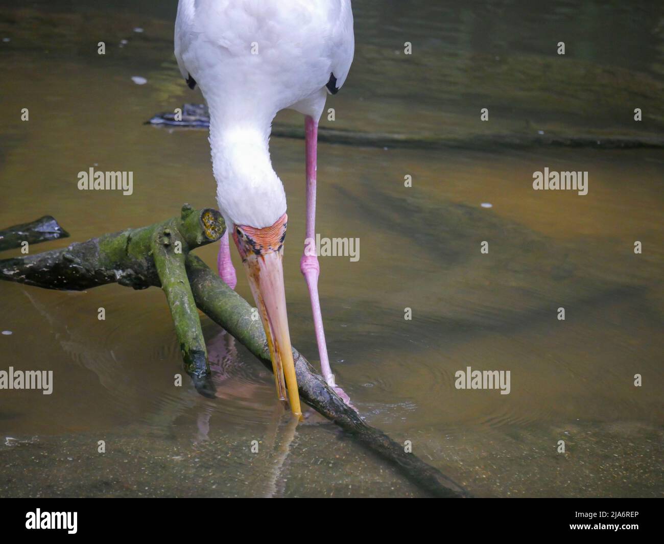 Der Milchstorch (Mycteria cinerea) ist eine Storchenart, die vorwiegend in Küstenmangroven um Teile Südostasiens herum gefunden wird und im Wattengewächs steht und schaut Stockfoto