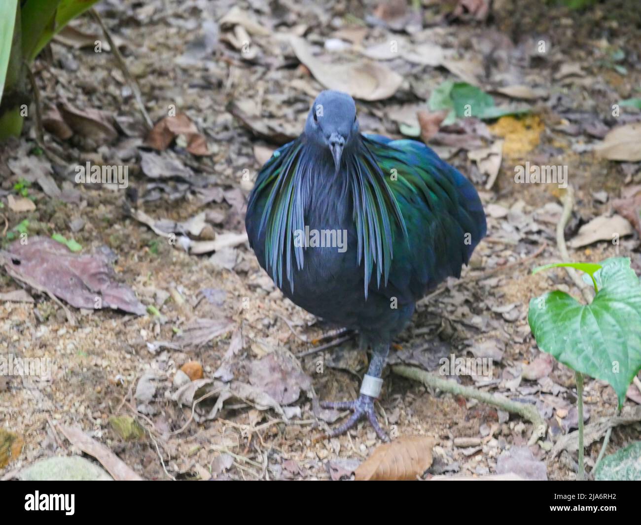 Nicobar-Taube (Caloenas nicobarica) ist ein Vogel, der auf kleinen Inseln und in Küstenregionen der Andaman- und Nicobar-Inseln, Indien, in Pa unterwegs ist, gefunden wird Stockfoto