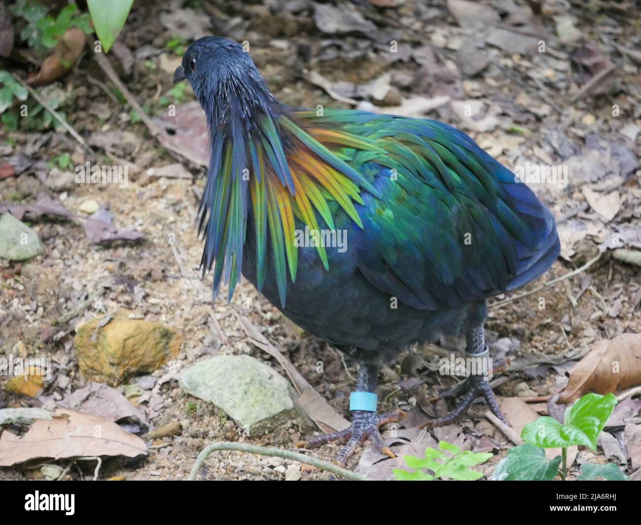 Nicobar-Taube (Caloenas nicobarica) ist ein Vogel, der auf kleinen Inseln und in Küstenregionen der Andaman- und Nicobar-Inseln, Indien, in Pa unterwegs ist, gefunden wird Stockfoto