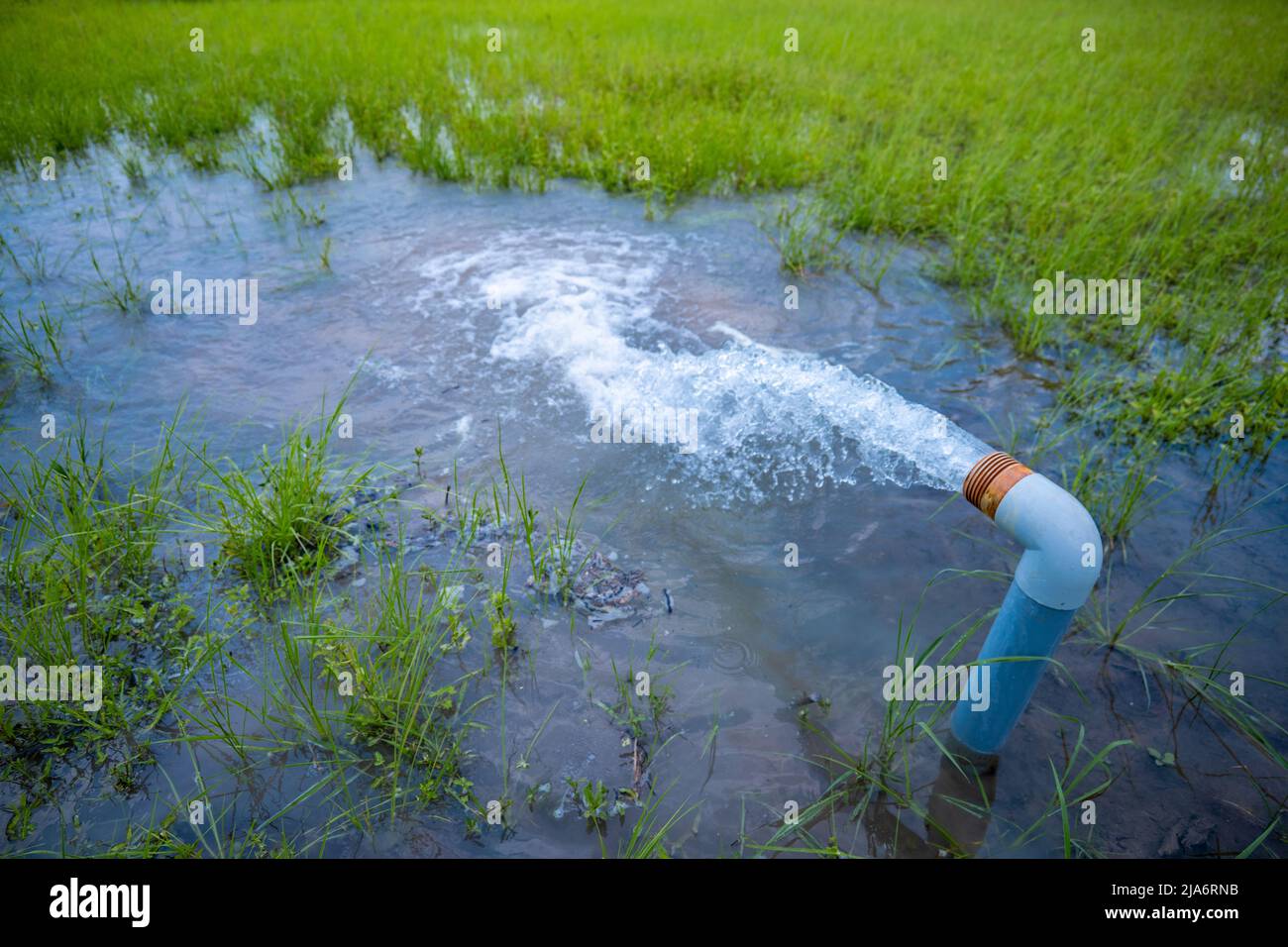 Tränken von Reisfeldern mit kostenlosem Strom in Indien - Wasserknappheit Stockfoto