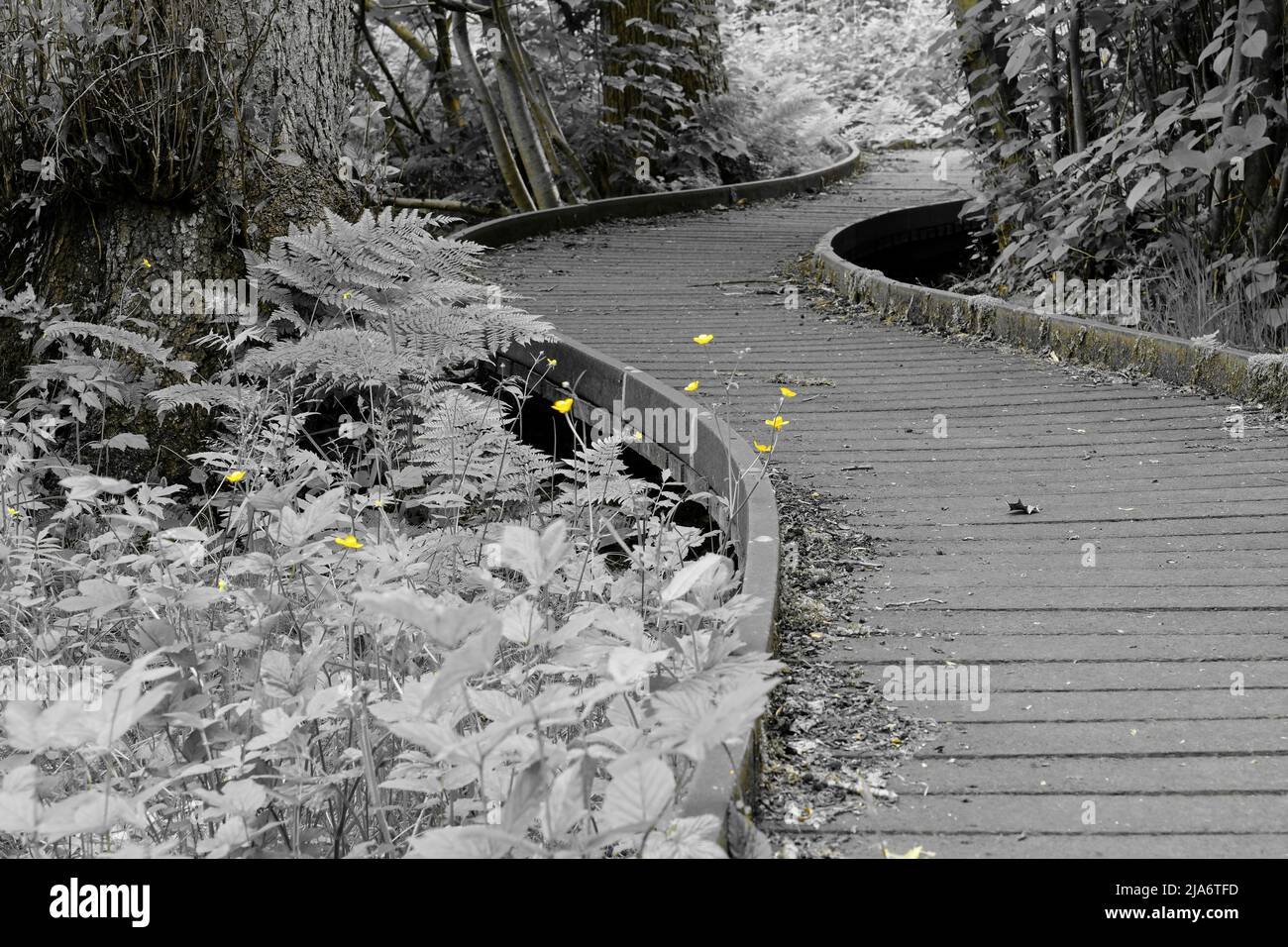 Jackson's Coppice und Marsh Stockfoto