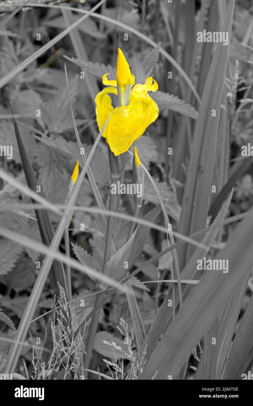 Jackson's Coppice und Marsh Stockfoto