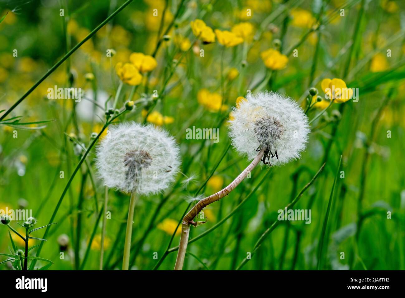 Jackson's Coppice und Marsh Stockfoto