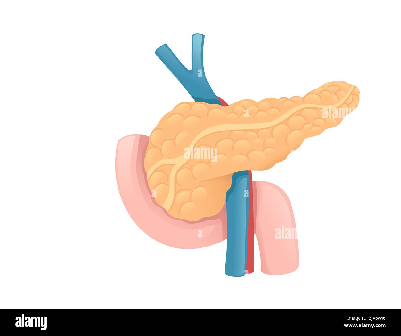 Menschliche Bauchspeicheldrüse Cartoon Design menschliche Anatomie Organ Vektor Illustration auf weißem Hintergrund Stock Vektor