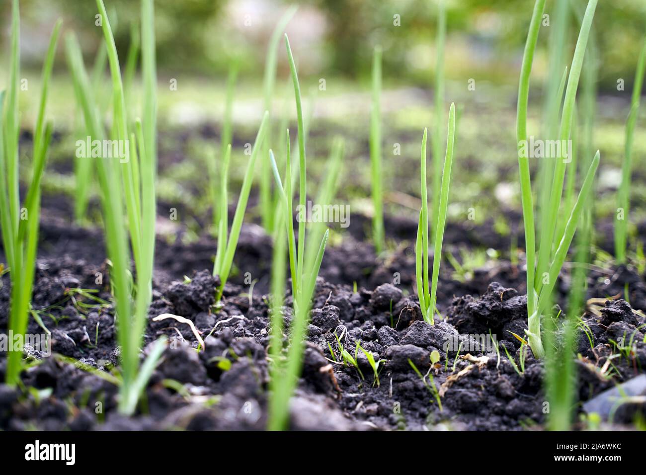 Grüne frische Zwiebelsprossen auf dem Gartenbett im Bio-Gemüsegarten auf einem Bauernhof Stockfoto