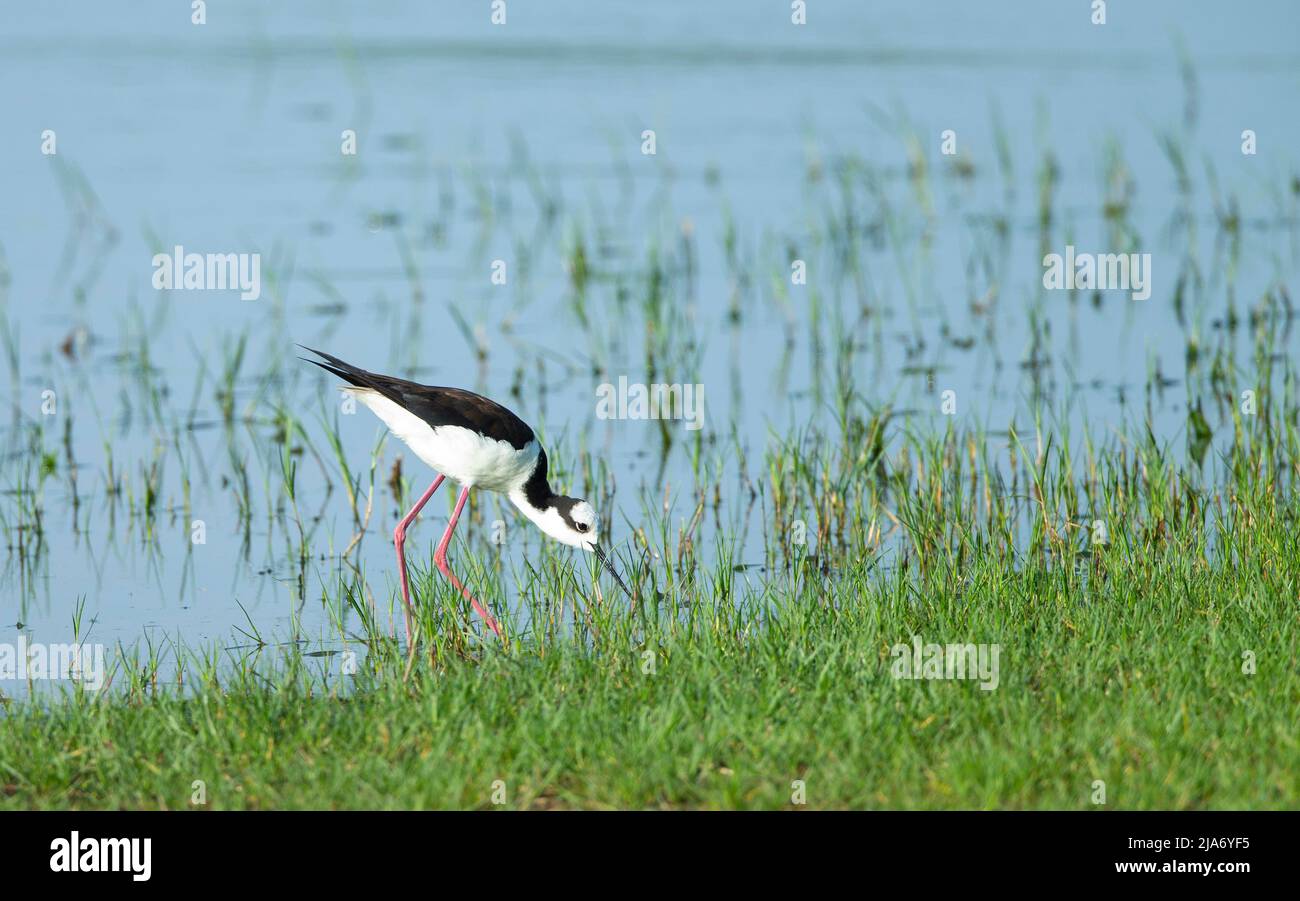 Der Weißrückenstrauch (Himantopus melanurus) wat im Gras am Flussufer Stockfoto