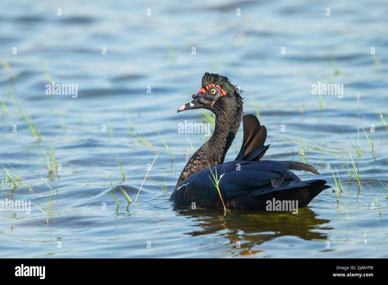 Barbarie-Ente (Cairina Moschata) Stockfoto