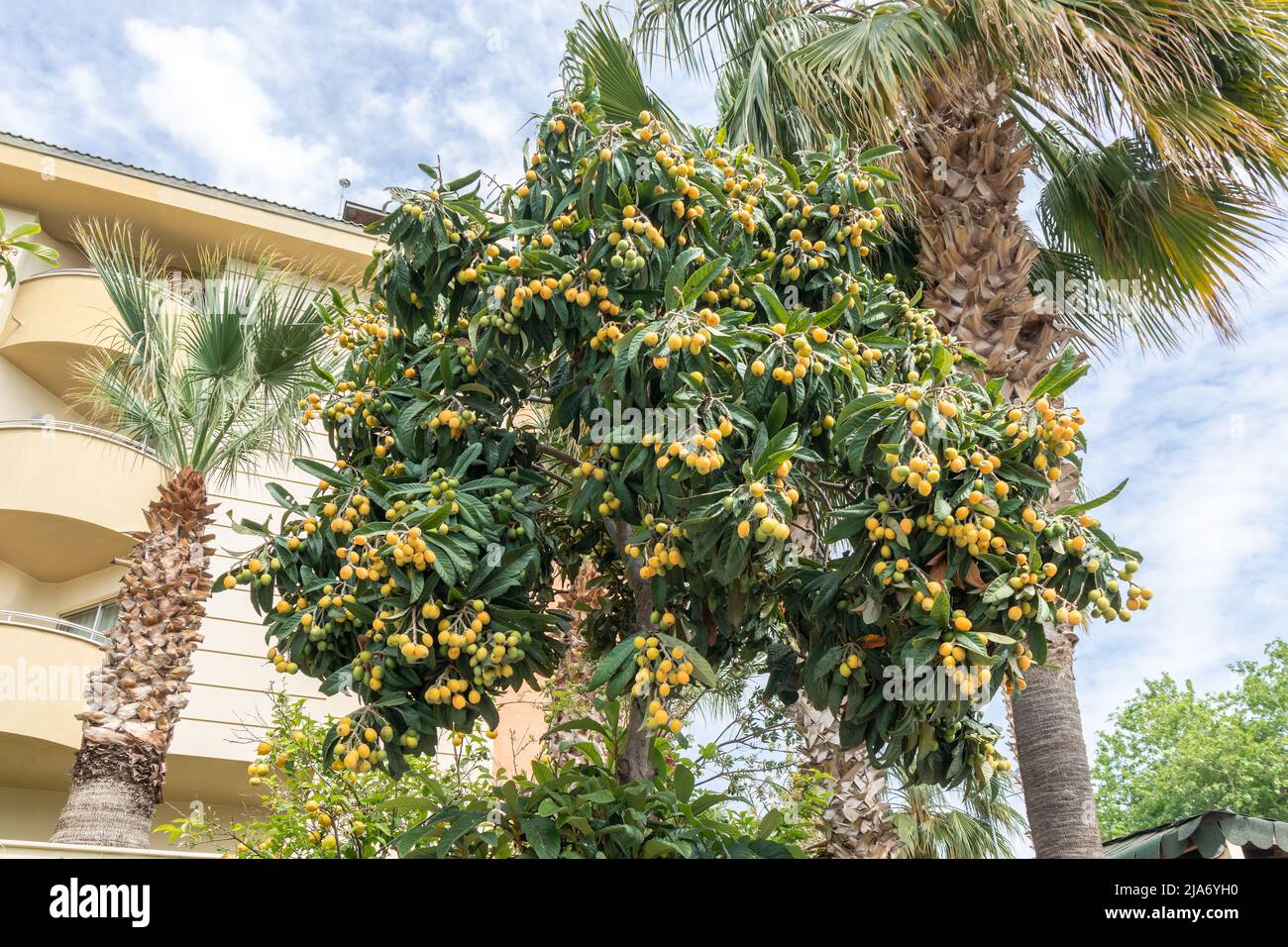 Der Loquatbaum auch Eriobotrya Japonica mit Fülle von reifen essbaren Früchten. Stockfoto