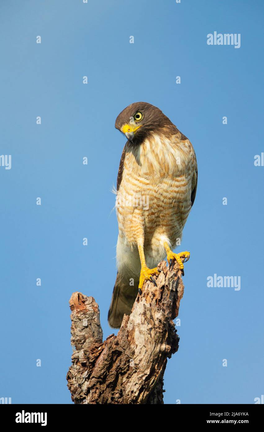 Am Straßenrand Falke (Buteo Magnirostris) Stockfoto