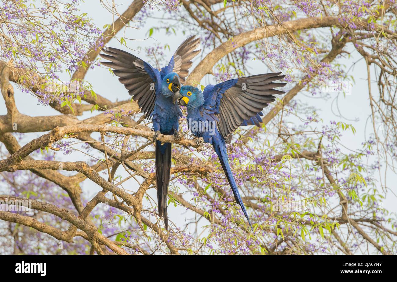 Hyazinthara (Anodorhynchus hyazinthus), paarweise kämpfend Stockfoto