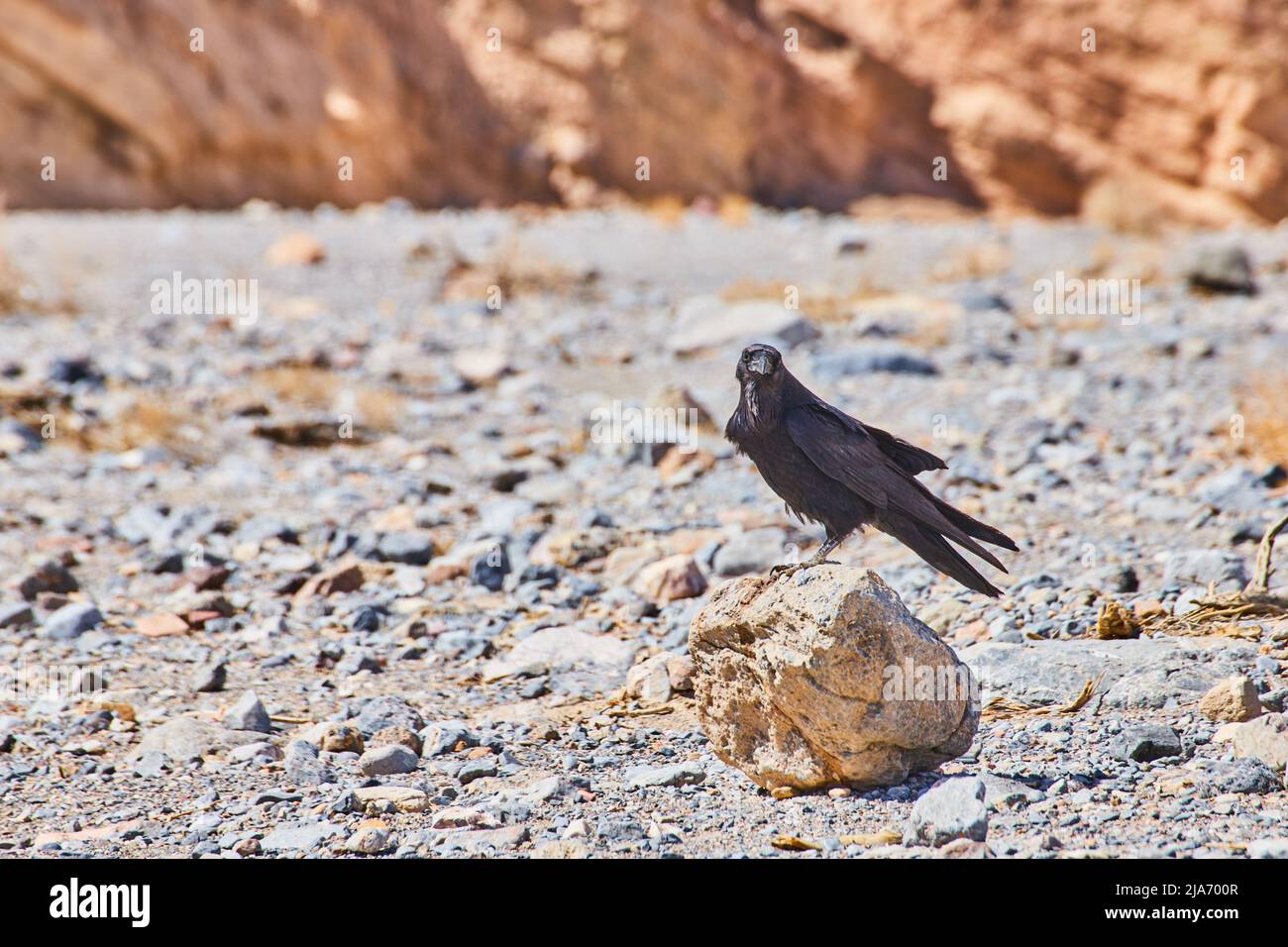 Krähe, die dich anstarrt, während du auf einsamen Felsen in der Wüste bist Stockfoto