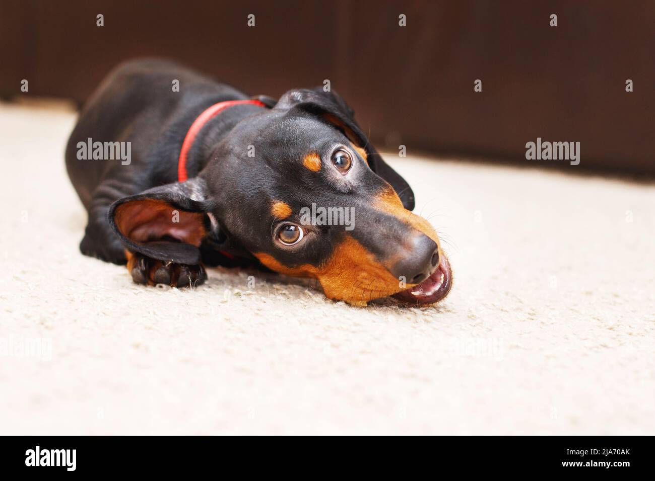 Porträt von niedlichen Hund Dackel mit einem getrockneten leckeren Leckerbissen Snack in den Zähnen. Hund Leckereien zum Zähneputzen. Stockfoto