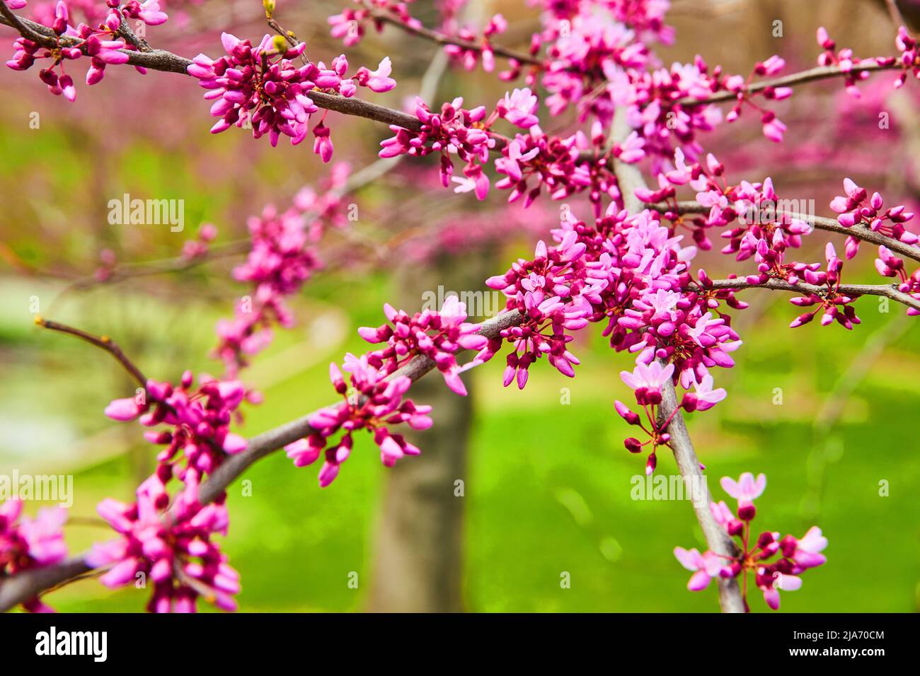 Schöne frühlingsrosafarbene Blüten, die auf Kirschbäumen blühen Stockfoto