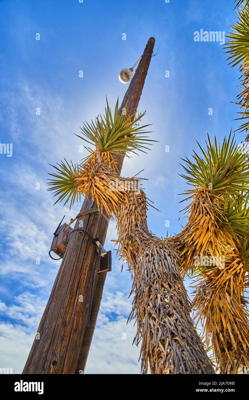 Joshua-Baum neben Telefonmast in der Wüste mit blauem Himmel Stockfoto
