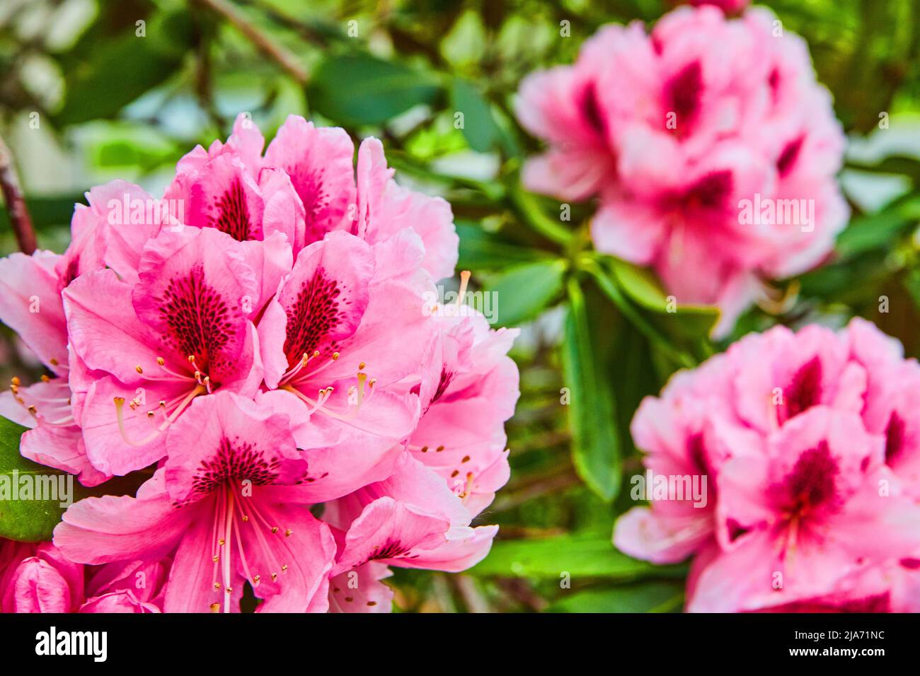 Bush mit leuchtend rosa Blüten blüht Stockfoto