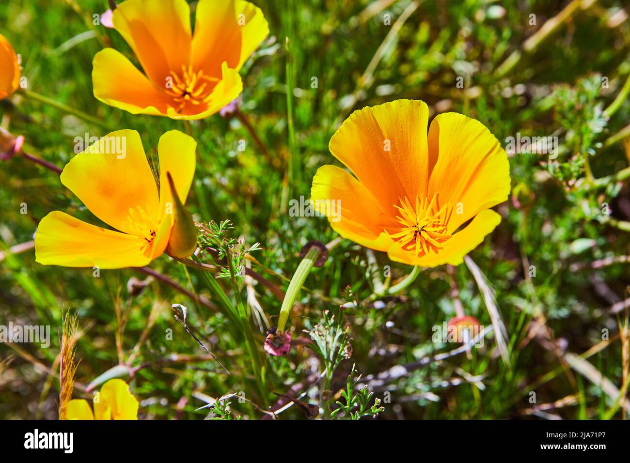 Detail von goldgelben Blüten Stockfoto