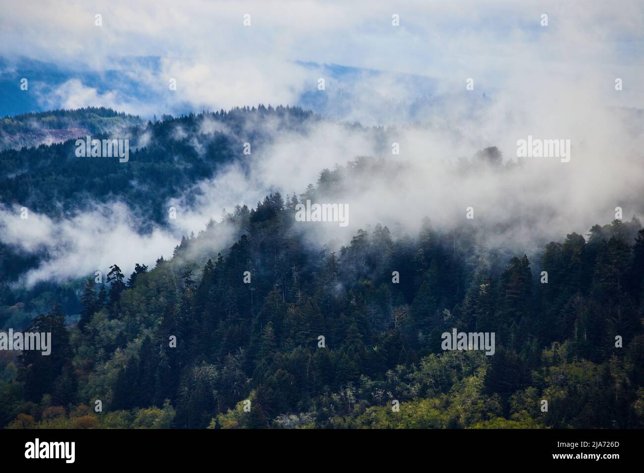Nebel rollt durch Hügel von Pinien Stockfoto