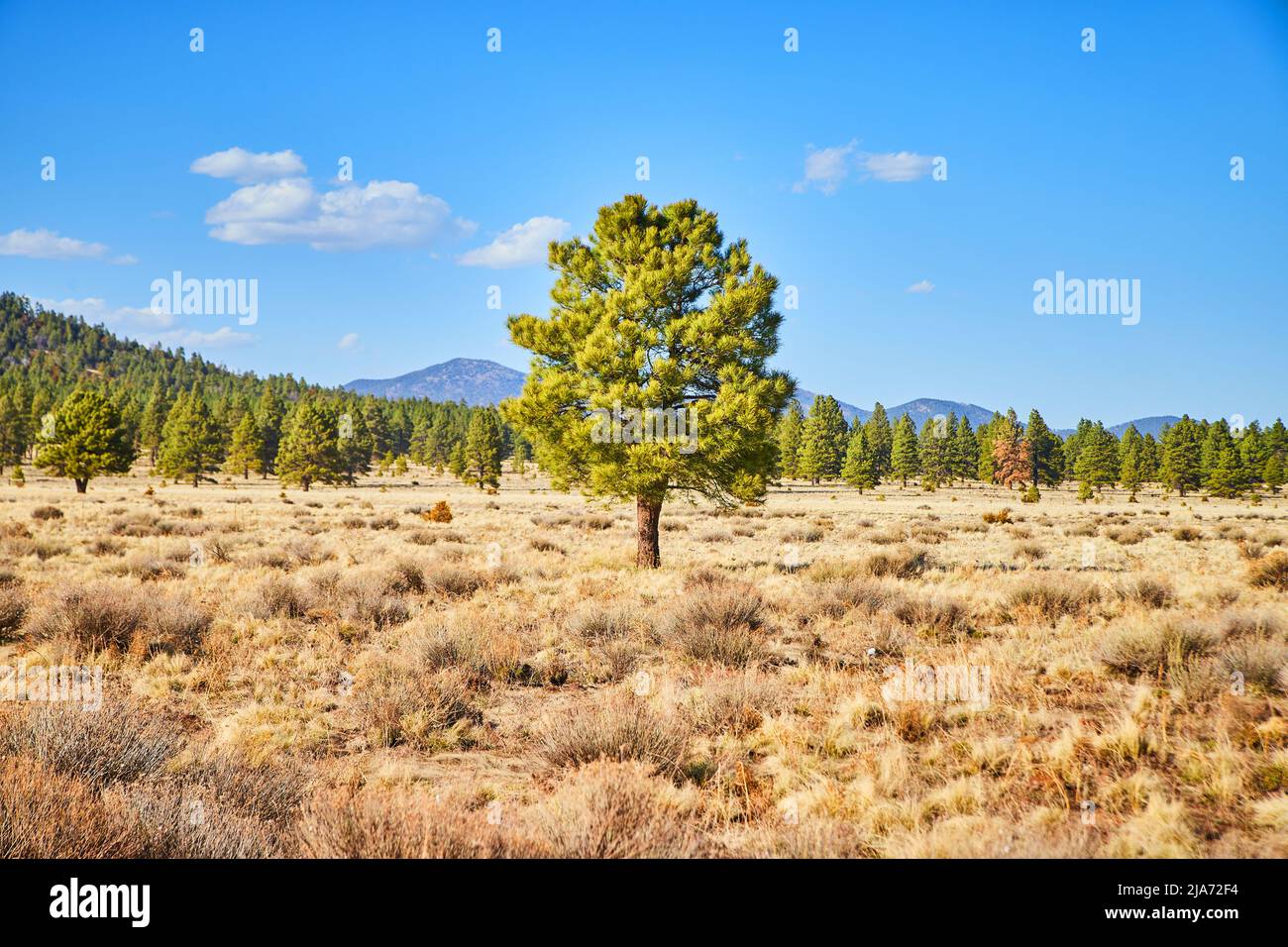 Die Wüstenlandschaft in Arizona konzentriert sich im Frühling auf eine einsame grüne Kiefer Stockfoto
