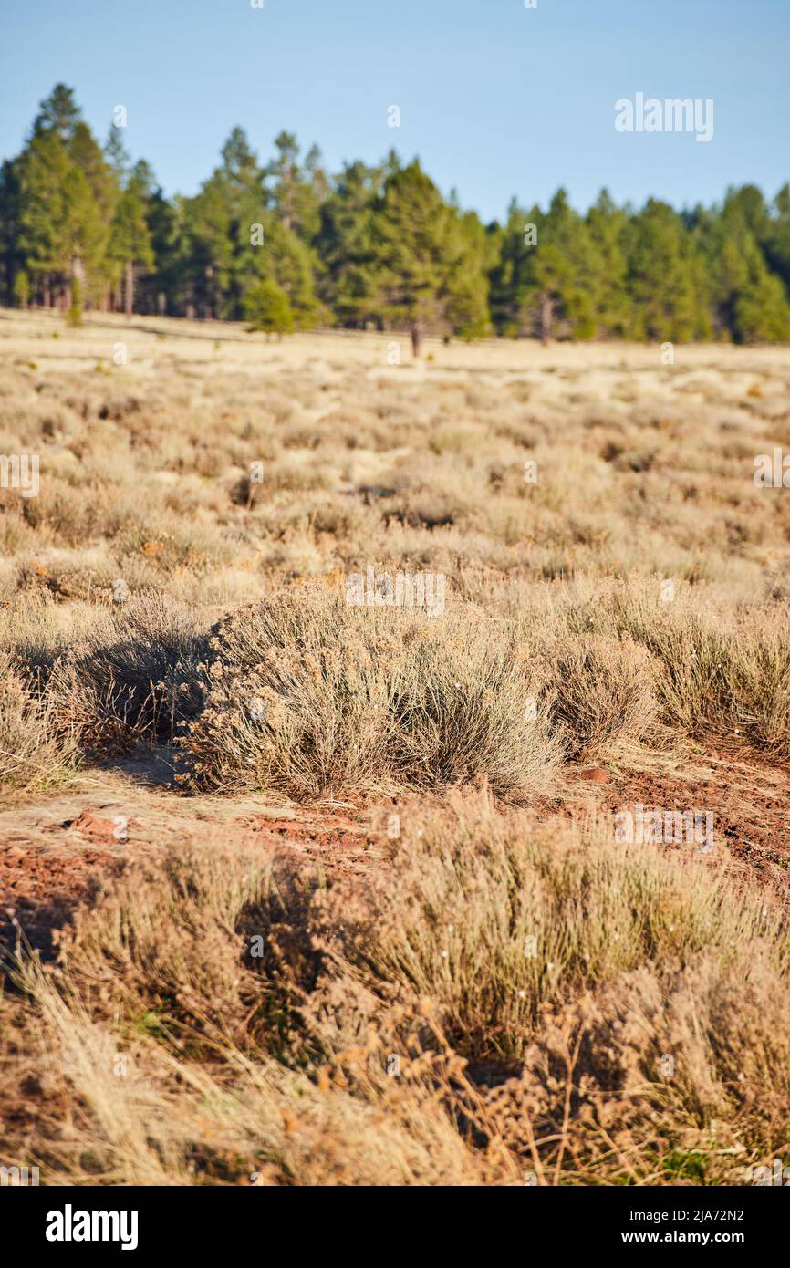 Wüstenfeld mit braunen Sträuchern mit Wald im Hintergrund Stockfoto