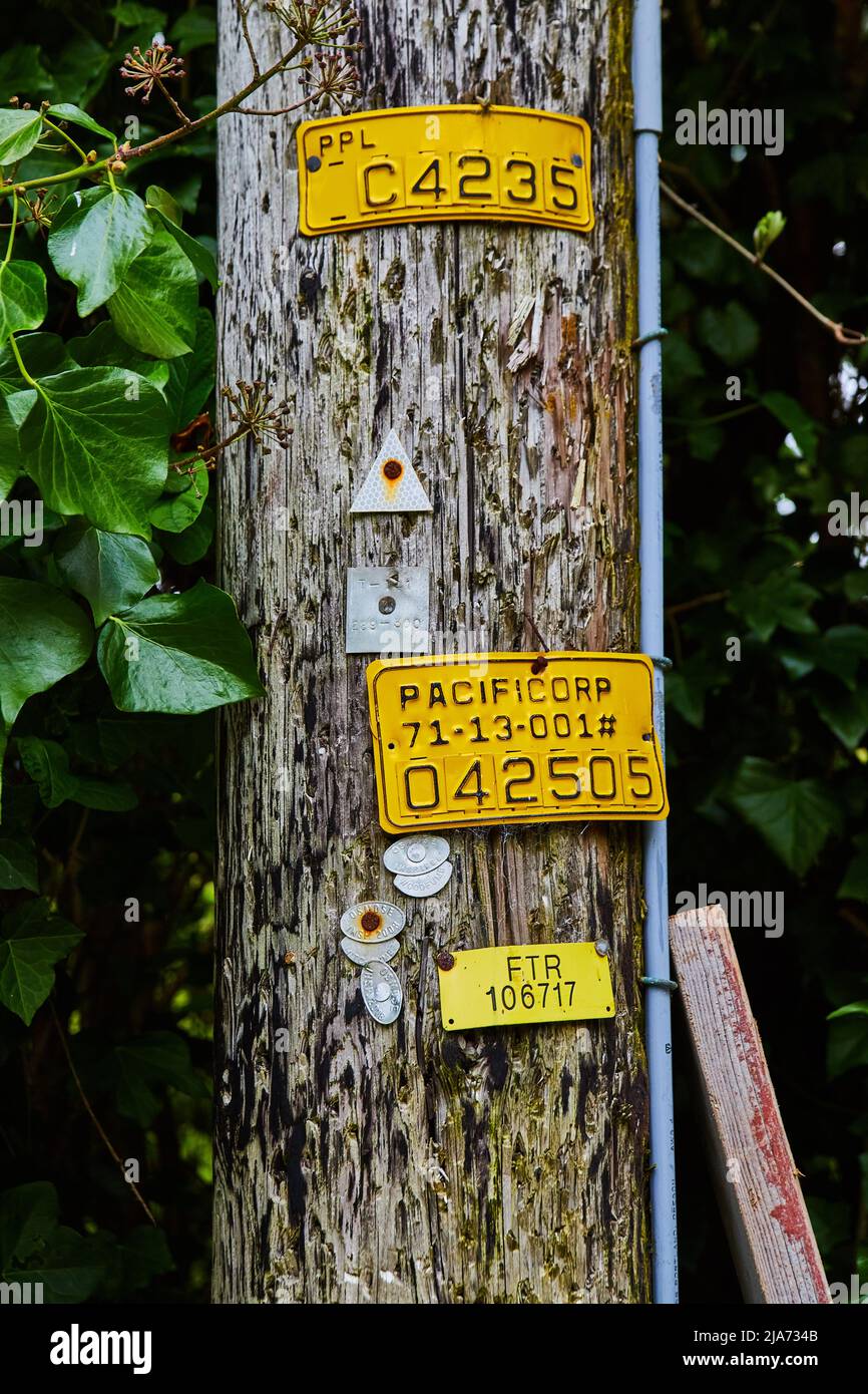 Detail von kalifornischem Telefonmast im Wald Stockfoto