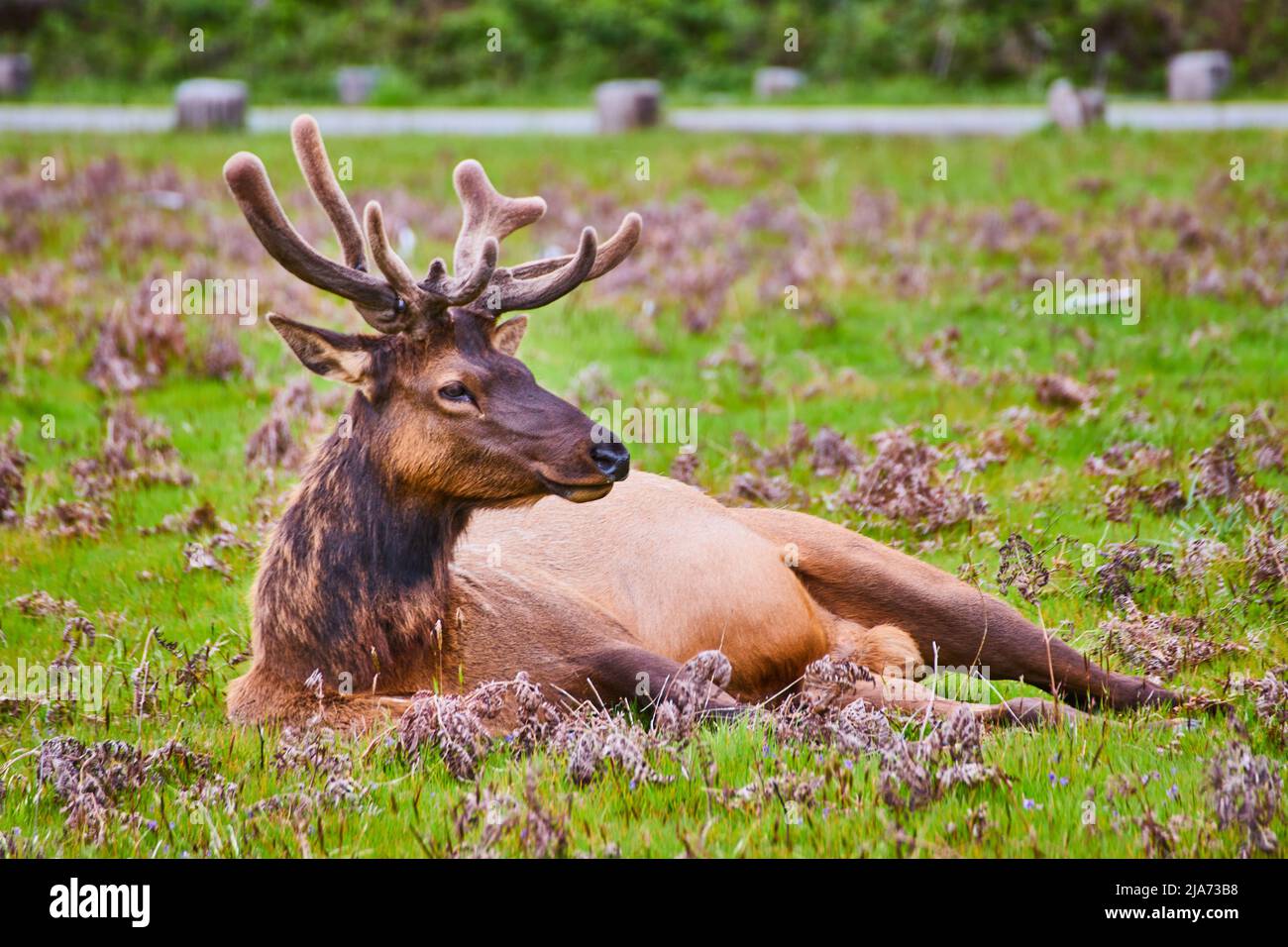 Nahaufnahme eines großen Elchs mit pelzigen Geweihen, die auf einem Feld ruhen Stockfoto