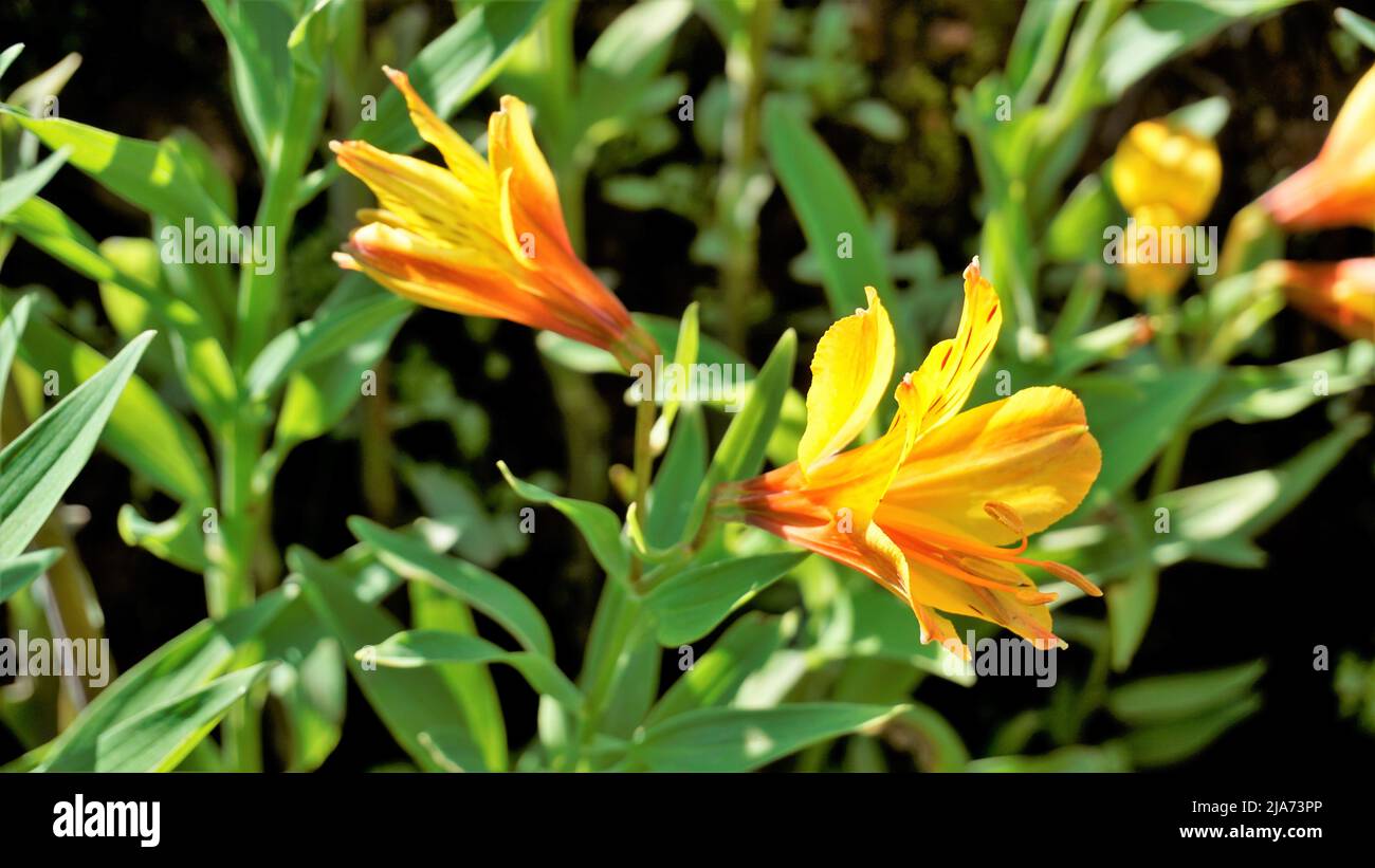 Schöne Blüten von Alstroemeria aurea auch als peruanische Lilie oder goldene Lilie bekannt. Natürlicher grüner Hintergrund Stockfoto