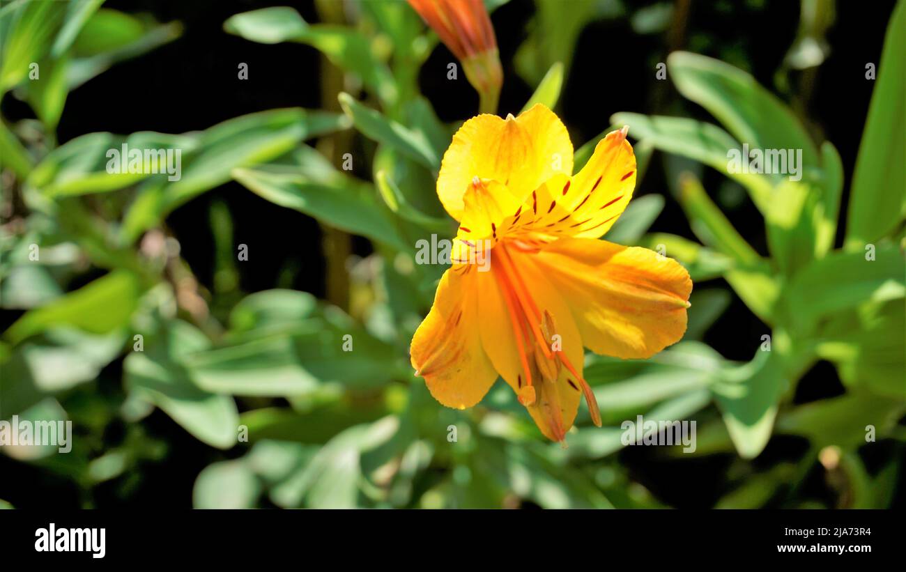 Schöne Blüten von Alstroemeria aurea auch als peruanische Lilie oder goldene Lilie bekannt. Natürlicher grüner Hintergrund Stockfoto