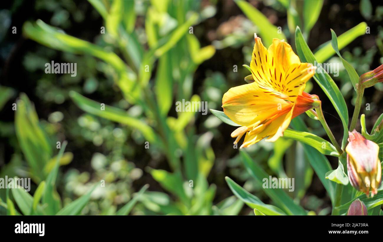 Schöne Blüten von Alstroemeria aurea auch als peruanische Lilie oder goldene Lilie bekannt. Natürlicher grüner Hintergrund Stockfoto